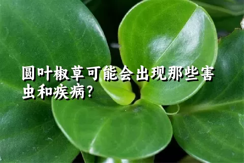 圆叶椒草可能会出现那些害虫和疾病？