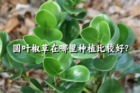 圆叶椒草在哪里种植比较好？