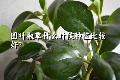 圆叶椒草什么时候种植比较好？