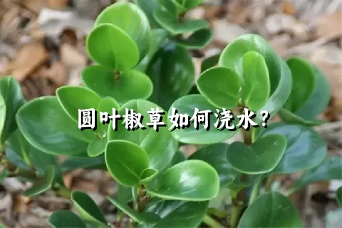 圆叶椒草如何浇水？