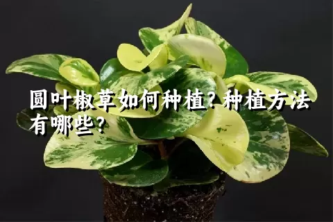 圆叶椒草如何种植？种植方法有哪些？