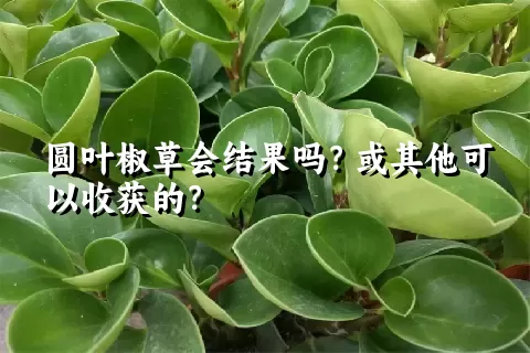 圆叶椒草会结果吗？或其他可以收获的？