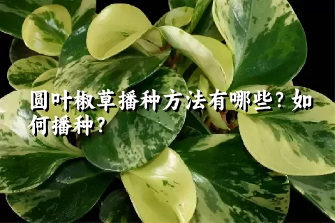 圆叶椒草播种方法有哪些？如何播种？