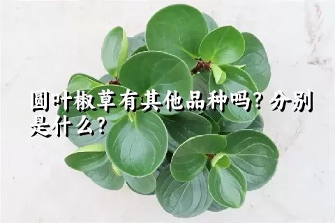 圆叶椒草有其他品种吗？分别是什么？