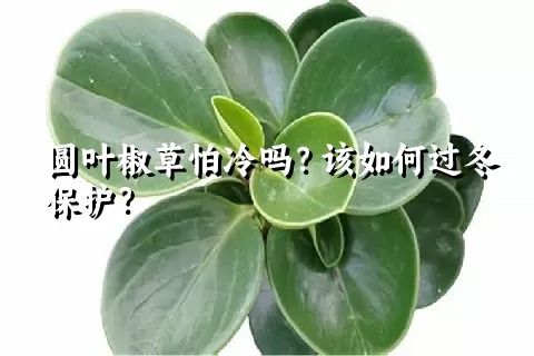 圆叶椒草怕冷吗？该如何过冬保护？