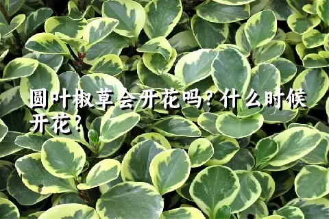 圆叶椒草会开花吗？什么时候开花？