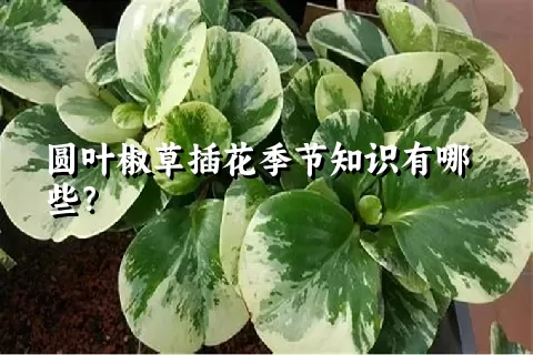 圆叶椒草插花季节知识有哪些？