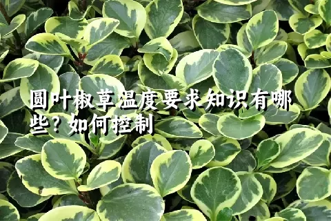 圆叶椒草温度要求知识有哪些？如何控制