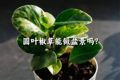 圆叶椒草能做盆景吗？