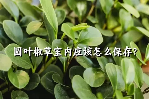 圆叶椒草室内应该怎么保存？