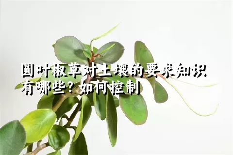 圆叶椒草对土壤的要求知识有哪些？如何控制