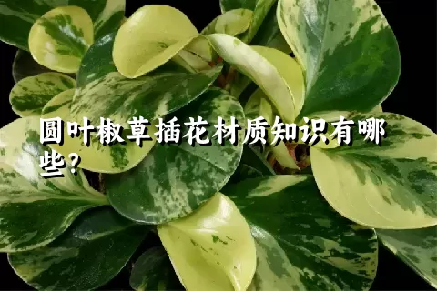 圆叶椒草插花材质知识有哪些？