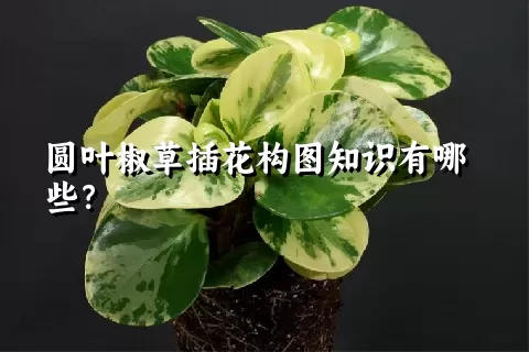 圆叶椒草插花构图知识有哪些？