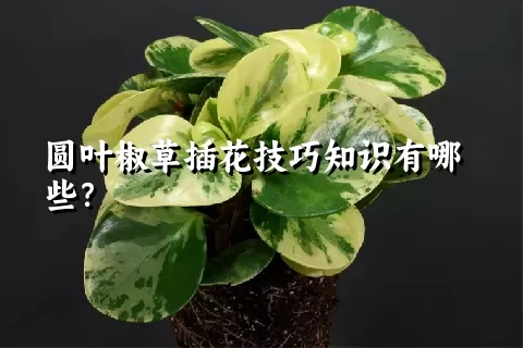 圆叶椒草插花技巧知识有哪些？