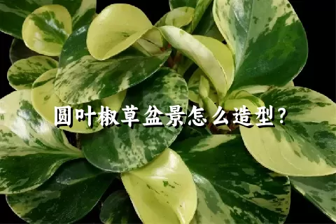 圆叶椒草盆景怎么造型？