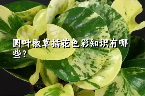 圆叶椒草插花色彩知识有哪些？