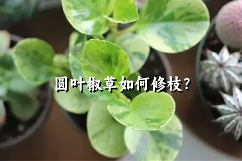 圆叶椒草如何修枝？