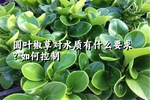 圆叶椒草对水质有什么要求？如何控制