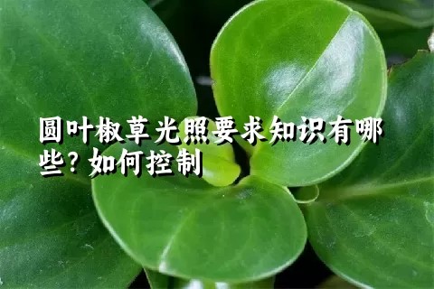 圆叶椒草光照要求知识有哪些？如何控制