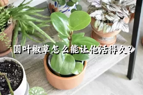 圆叶椒草怎么能让他活得久？