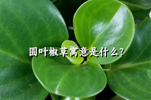 圆叶椒草寓意是什么？