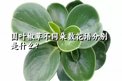 圆叶椒草不同朵数花语分别是什么？