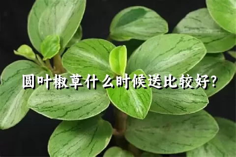 圆叶椒草什么时候送比较好？