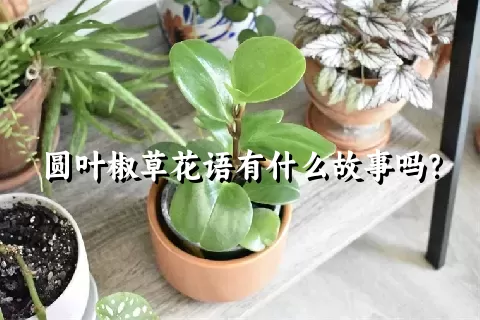 圆叶椒草花语有什么故事吗？