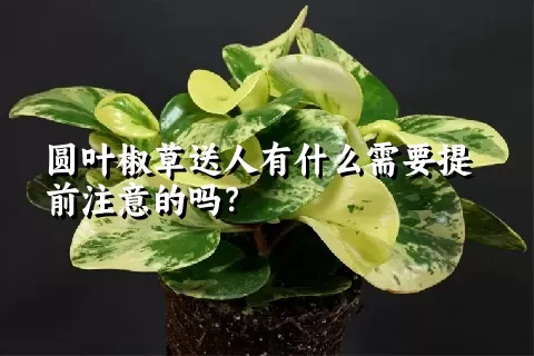 圆叶椒草送人有什么需要提前注意的吗？