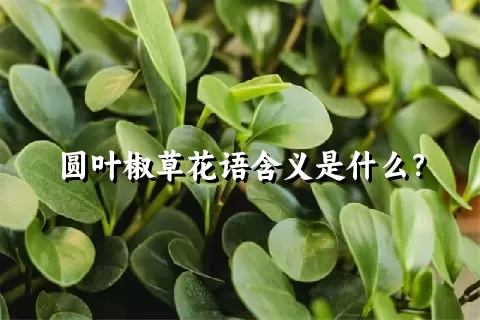 圆叶椒草花语含义是什么？