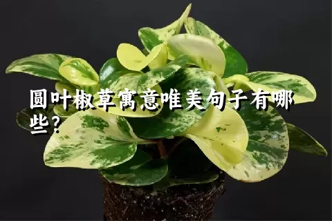 圆叶椒草寓意唯美句子有哪些？