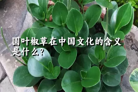 圆叶椒草在中国文化的含义是什么？