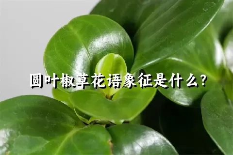 圆叶椒草花语象征是什么？