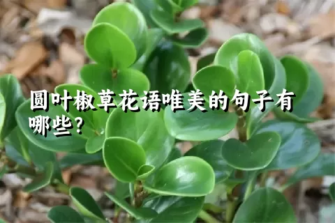 圆叶椒草花语唯美的句子有哪些？