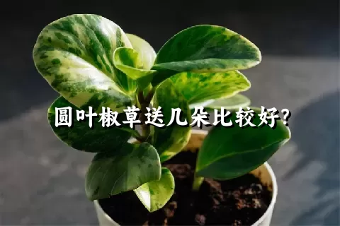 圆叶椒草送几朵比较好？