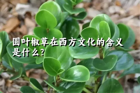 圆叶椒草在西方文化的含义是什么？