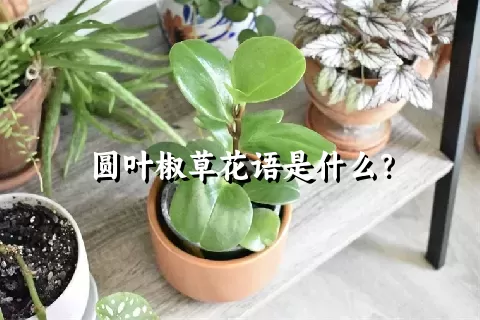 圆叶椒草花语是什么？