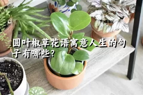 圆叶椒草花语寓意人生的句子有哪些？