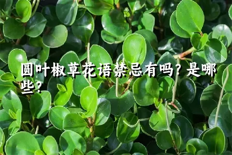 圆叶椒草花语禁忌有吗？是哪些？