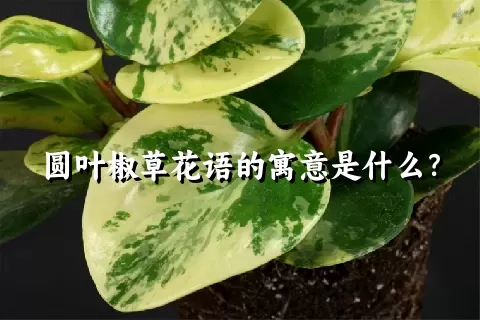 圆叶椒草花语的寓意是什么？