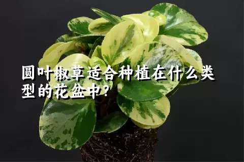 圆叶椒草适合种植在什么类型的花盆中？