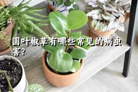 圆叶椒草有哪些常见的病虫害？