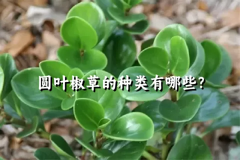 圆叶椒草的种类有哪些？