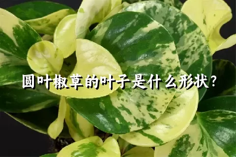 圆叶椒草的叶子是什么形状？