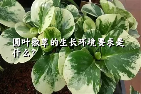 圆叶椒草的生长环境要求是什么？