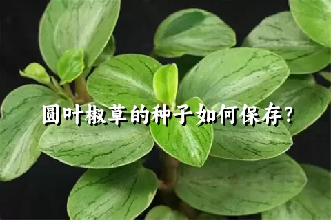 圆叶椒草的种子如何保存？