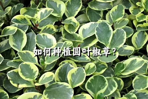 如何种植圆叶椒草？