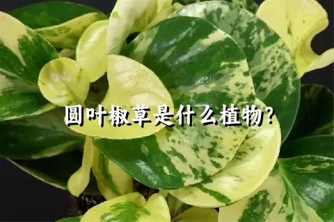 圆叶椒草是什么植物？