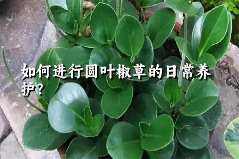 如何进行圆叶椒草的日常养护？