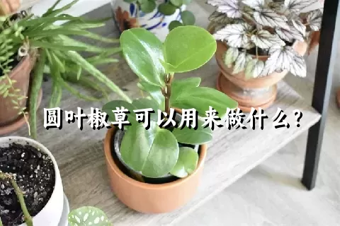 圆叶椒草可以用来做什么？